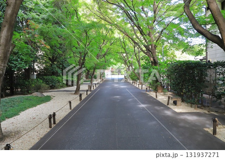 高円寺　緑に囲まれた参道　東京都杉並区高円寺 131937271