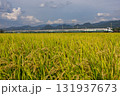 秋の田んぼを行く、新幹線 131937673