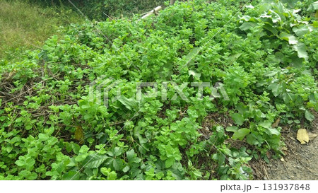 道端の香草のミントの自然栽培風景 131937848