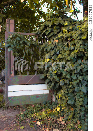 Ivy leaves on metal fence and gate. Vivid ivy foliage. Natural decoration of mesh fence in garden. Nature in details. Green ivy in old garden. Environment and ecology concept. Village street. 131937933