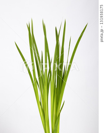 葉菖蒲 131938175