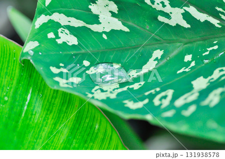 Colocasia Esculenta Hilo Beauty,Colocasia or Esculenta Hilo or Colocasia bicolor and rain droplet Colocasia Esculenta Hilo Beauty,Colocasia or Esculenta Hilo or Colocasia bicolor and rain droplet 131938578