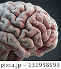 Human brain anatomy in detailed view showing intricate folds and structures for educational purposes 131938593