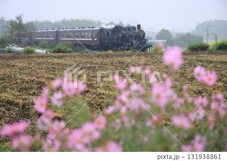 真岡鐵道「雨降りしきる中を走るSLもおか号」コスモス前景に 131938861