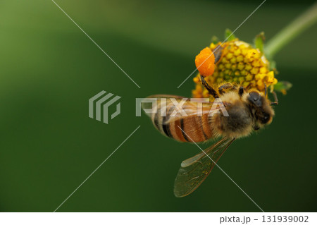 コセンダングサの蜜と花粉を集めるミツバチ コセンダングサの蜜と花粉を集めるミツバチ 131939002