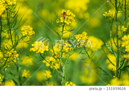 台湾 花畑 クロ-ズアップ 131939026