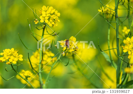 台湾 花畑 クロ-ズアップ 131939027