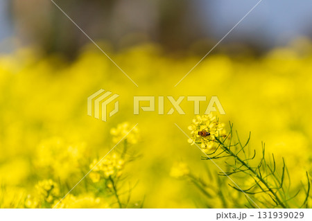 台湾 花畑 クロ－ズアップ 131939029