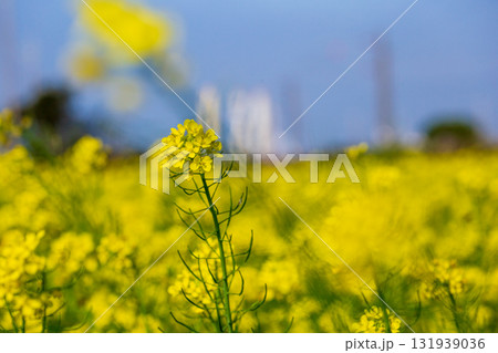 台湾 花畑 クロ－ズアップ 131939036