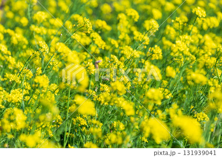 台湾 花畑 クロ－ズアップ 131939041