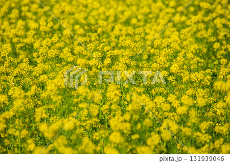 台湾 花畑 クロ－ズアップ 131939046