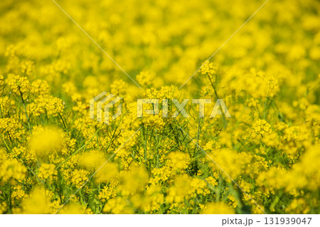 台湾 花畑 クロ－ズアップ 131939047