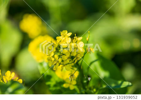 台湾 花畑 クロ－ズアップ 131939052