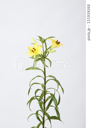 LA百合 イエロー LA百合 イエロー 131939268