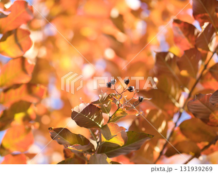 紅葉したサルスベリと実 131939269