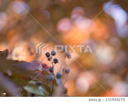 逆光に輝く紅葉 逆光に輝く紅葉 131939270