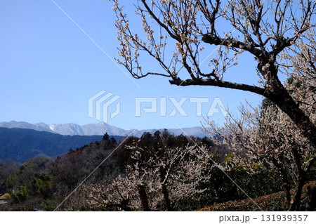 白梅と丹沢の山々　【相模原市津久井　3月】 131939357