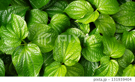 Piper Sarmentosum,Wildbetal leafbush Texture Pattern Background Green Leaves Garden Growth, Vegatable Indredient Raw Food Herb Thailand Asian Plant Summer Tropical, Backdrop Organic Natural Eco. Piper Sarmentosum,Wildbetal leafbush Texture Pattern Background Green Leaves Garden Growth, Vegatable Indredient Raw Food Herb Thailand Asian Plant Summer Tropical, Backdrop Organic Natural Eco. 131939404