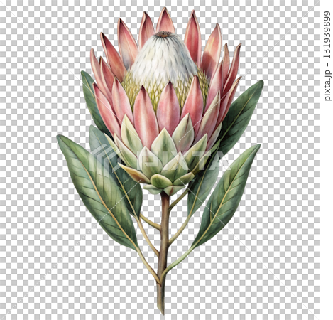 King Protea flower with leaves isolated on white background  King Protea flower with leaves isolated on white background  131939899