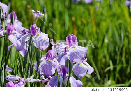 花菖蒲 ハナショウブ 花菖蒲 ハナショウブ 131939903