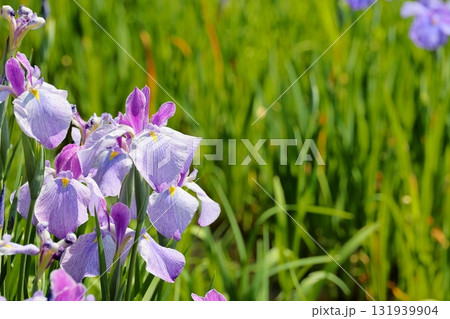 花菖蒲　ハナショウブ 131939904