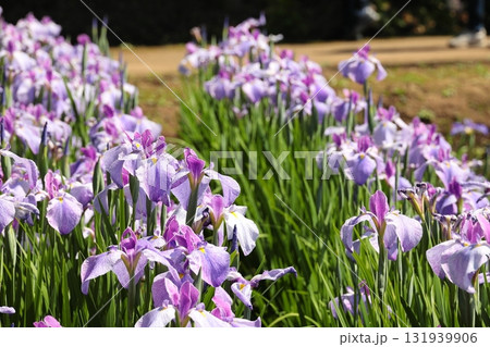 花菖蒲 ハナショウブ 花菖蒲 ハナショウブ 131939906