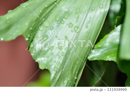 Caryota urens, Palmae or ARECACEAE or Caryota mitis Lour or Fishtail Palm or Wart Fishtail Palm and rain droplet 131939999