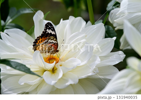 蜜を吸う蝶々 131940035