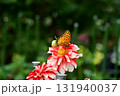斑模様のダリアと蝶々 131940037