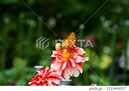 斑模様のダリアと蝶々 131940037