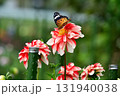 ダリアと蝶々 131940038