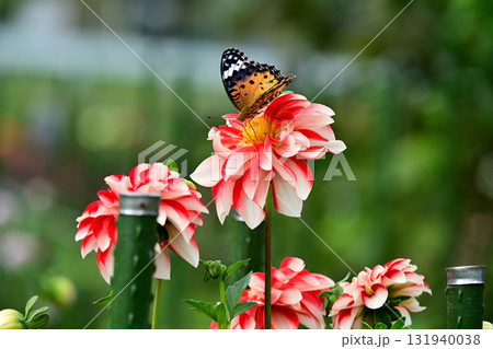 ダリアと蝶々 131940038
