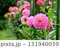 ピンクのダリア 131940039