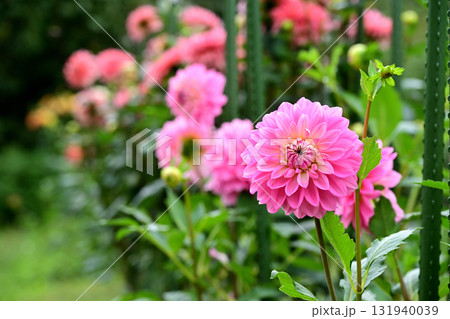 ピンクのダリア 131940039