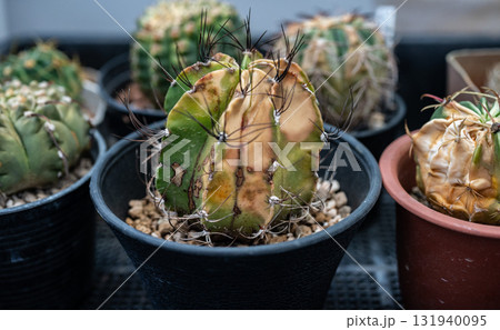 Astrophytum capricorne having sunburn damaged. 131940095