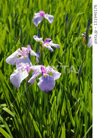 花菖蒲　ハナショウブ　タテ位置 131940176