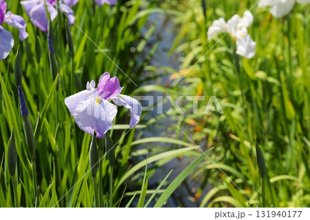 花菖蒲　ハナショウブ 131940177