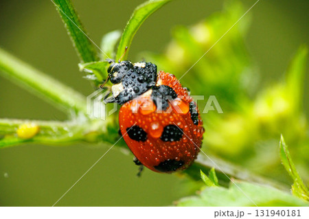 アブラムシを食べる雨に濡れたテントウムシ アブラムシを食べる雨に濡れたテントウムシ 131940181