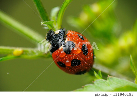 アブラムシを食べる雨に濡れたテントウムシ アブラムシを食べる雨に濡れたテントウムシ 131940183