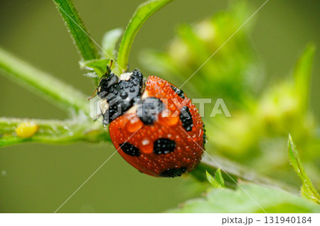 アブラムシを食べる雨に濡れたテントウムシ アブラムシを食べる雨に濡れたテントウムシ 131940184
