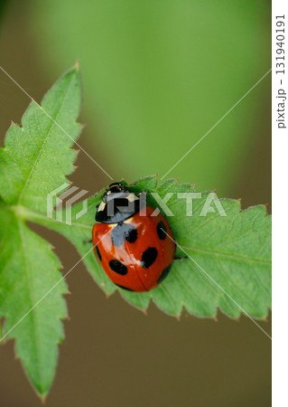 好物のアブラムシを探すテントウムシ 131940191