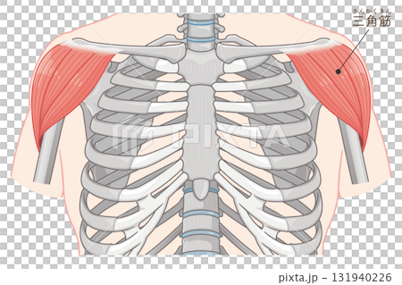 三角肌圖 131940226