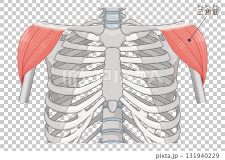 三角肌圖 三角肌圖 131940229