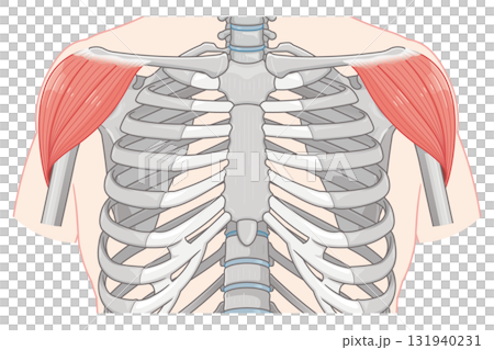 Deltoids illustration 131940231