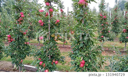 An apple tree laden with ripe, red apples. The leaves are a deep green color. The background is an orchard with other apple trees. The photo perfectly captures the atmosphere of autumn 131940729