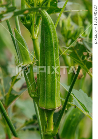 畑で育つ新鮮なオクラ 131940827