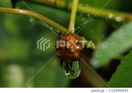 雨に濡れた自然薯のムカゴ 雨に濡れた自然薯のムカゴ 131940841