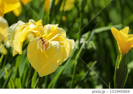 花菖蒲 ハナショウブ 花菖蒲 ハナショウブ 131940869