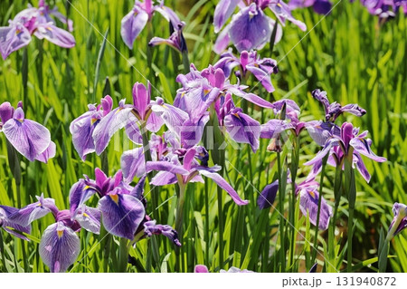 花菖蒲 ハナショウブ 花菖蒲 ハナショウブ 131940872