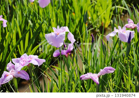 花菖蒲　ハナショウブ 131940874